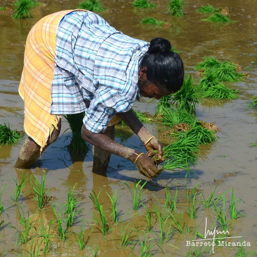 Traditional Goan Occupations Traditional Goan Occupations