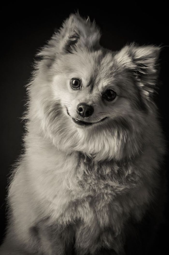 I Take Photos Of Old Dogs To Show How Special A Friendship With A Dog Can Be