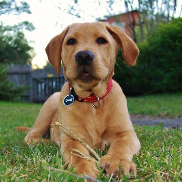 Labrodesian (lab = Rhodesian Ridgeback) Best Dog Ever!