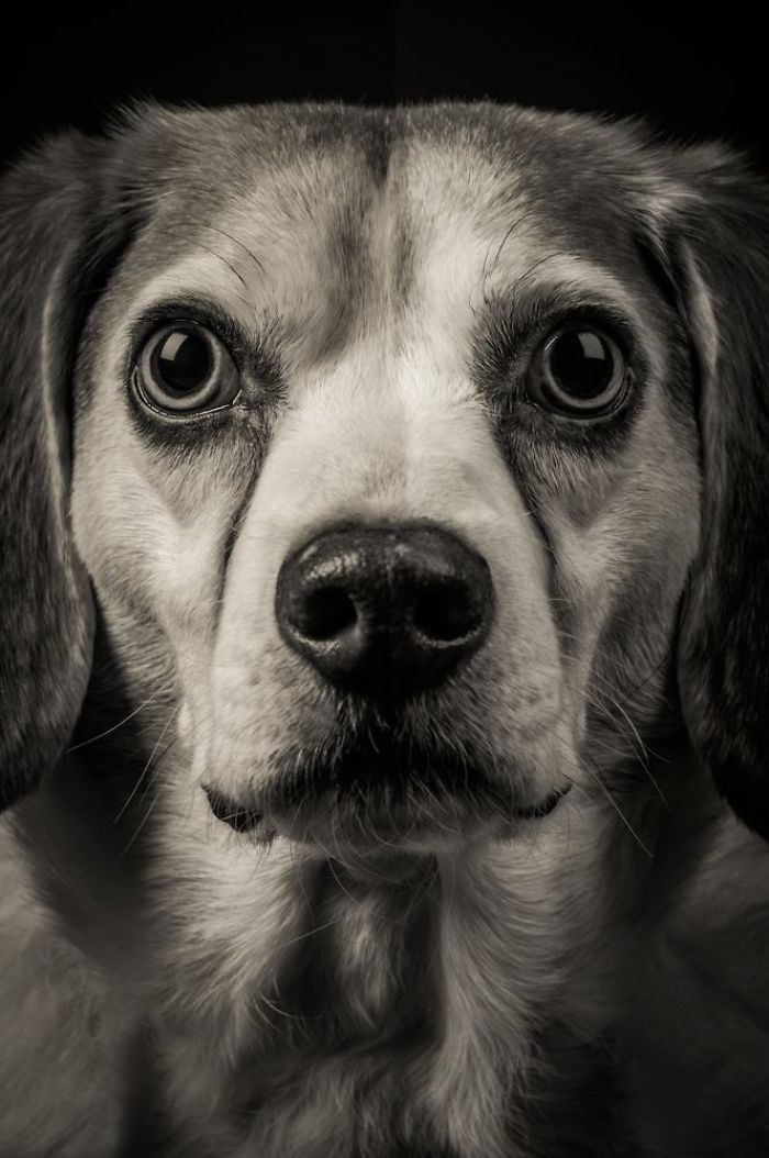 I Take Photos Of Old Dogs To Show How Special A Friendship With A Dog Can Be