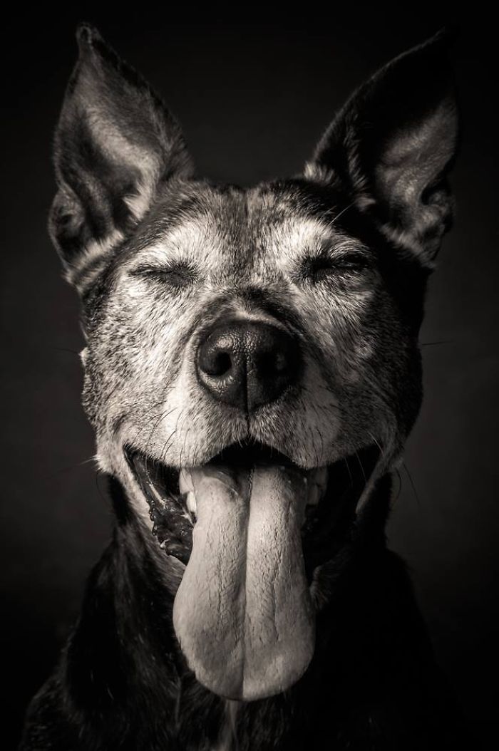 I Take Photos Of Old Dogs To Show How Special A Friendship With A Dog Can Be I Take Photos Of Old Dogs To Show How Special A Friendship With A Dog Can Be