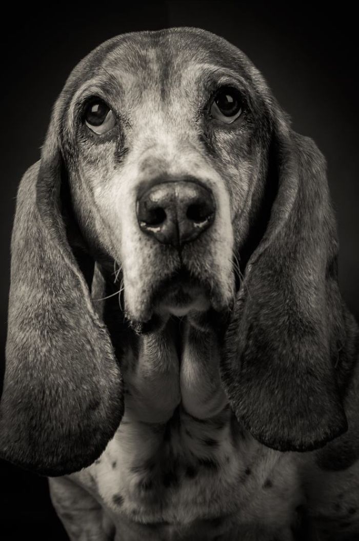 I Take Photos Of Old Dogs To Show How Special A Friendship With A Dog Can Be I Take Photos Of Old Dogs To Show How Special A Friendship With A Dog Can Be