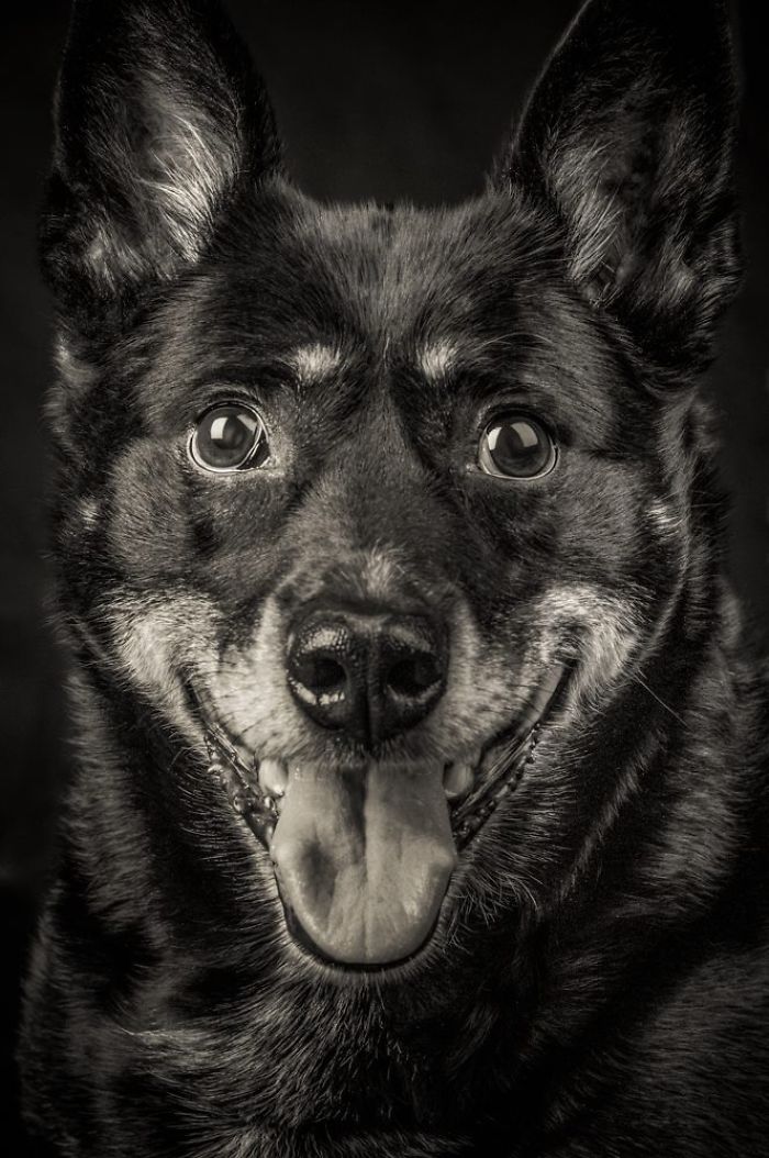 I Take Photos Of Old Dogs To Show How Special A Friendship With A Dog Can Be I Take Photos Of Old Dogs To Show How Special A Friendship With A Dog Can Be