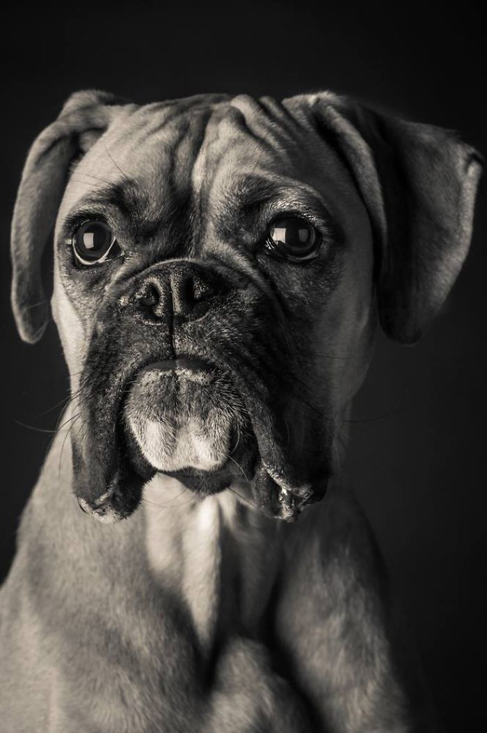 I Take Photos Of Old Dogs To Show How Special A Friendship With A Dog Can Be I Take Photos Of Old Dogs To Show How Special A Friendship With A Dog Can Be