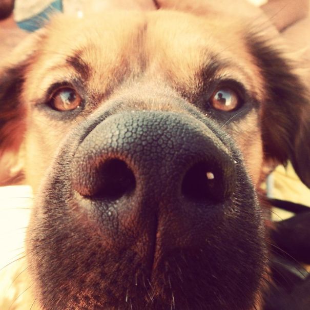 My Brook - Boxed + Hound