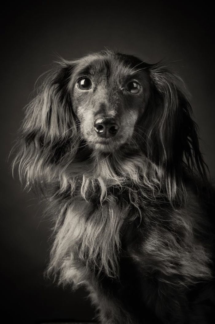 I Take Photos Of Old Dogs To Show How Special A Friendship With A Dog Can Be I Take Photos Of Old Dogs To Show How Special A Friendship With A Dog Can Be