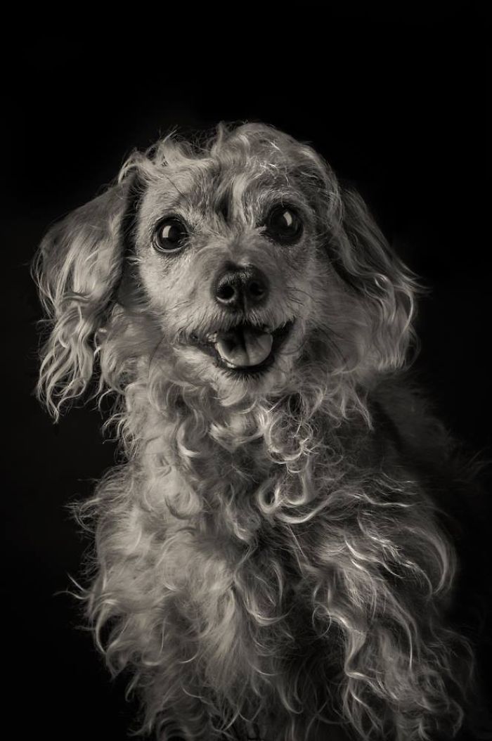 I Take Photos Of Old Dogs To Show How Special A Friendship With A Dog Can Be I Take Photos Of Old Dogs To Show How Special A Friendship With A Dog Can Be