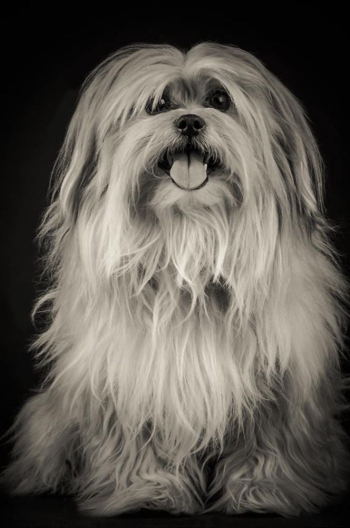 I Take Photos Of Old Dogs To Show How Special A Friendship With A Dog Can Be