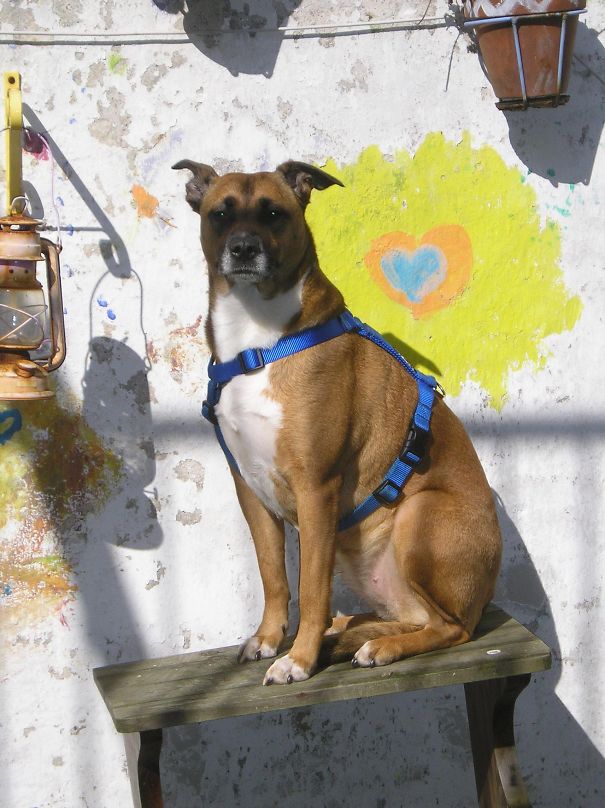 Wammus, Pit/malinois Mix Girl