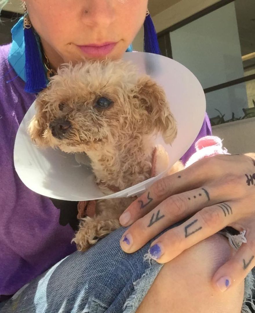 самый жирный бигль в мире. толстые собаки. собака после 10 лет. грязные собаки после прогулки. собака помогает.