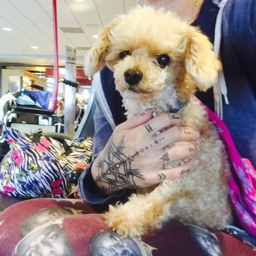 I Rescued A 2-Legged Stray Dog That Spent 10 Painful Years On The Streets