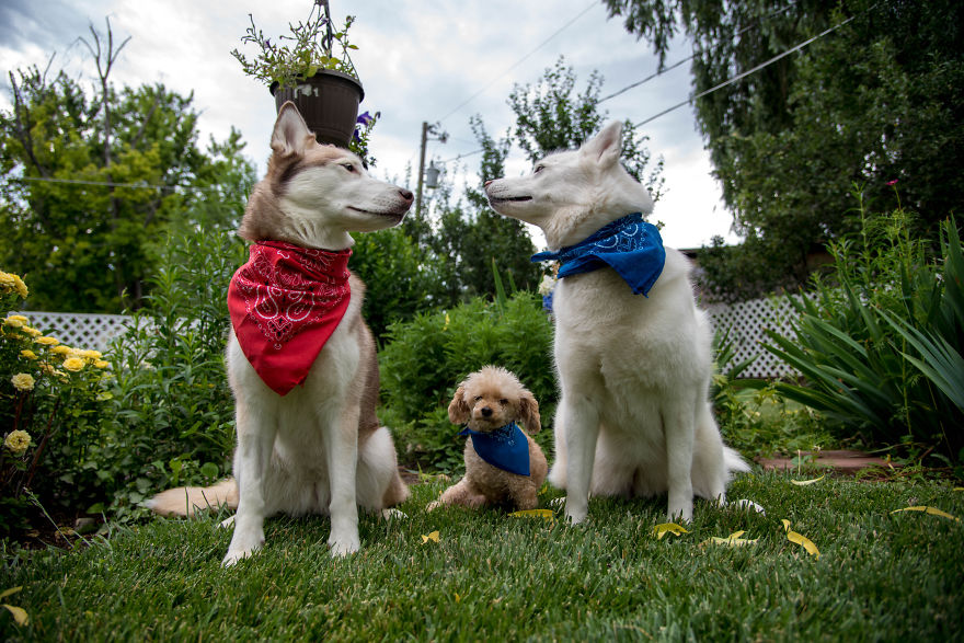 I Rescued A 2-Legged Stray Dog That Spent 10 Painful Years On The Streets