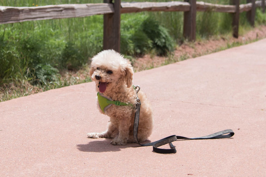 I Rescued A 2-Legged Stray Dog That Spent 10 Painful Years On The Streets