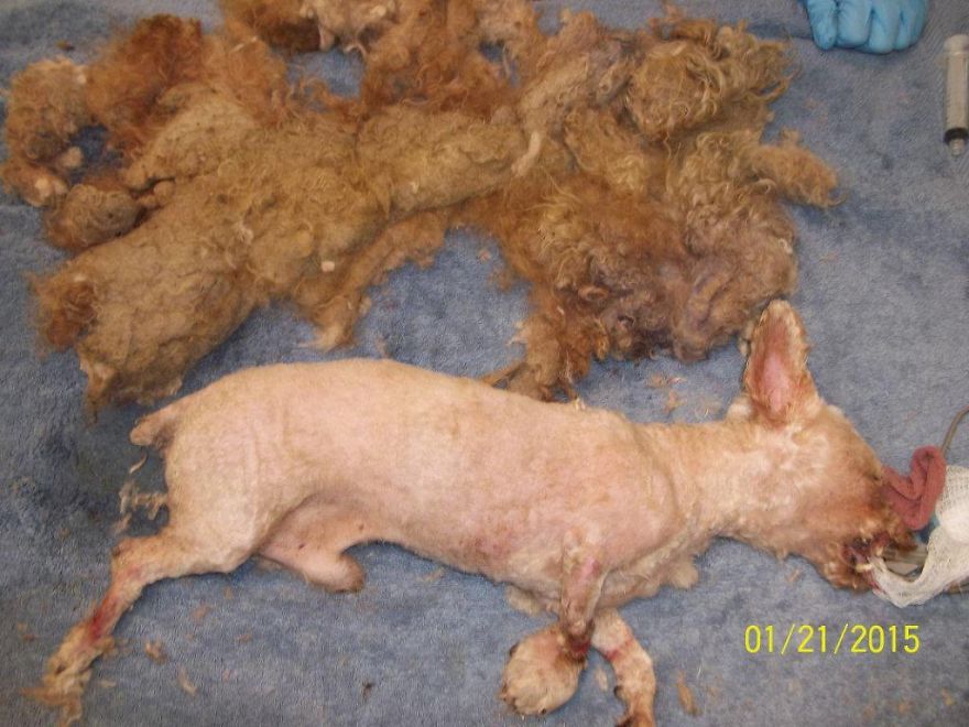 I Rescued A 2-Legged Stray Dog That Spent 10 Painful Years On The Streets