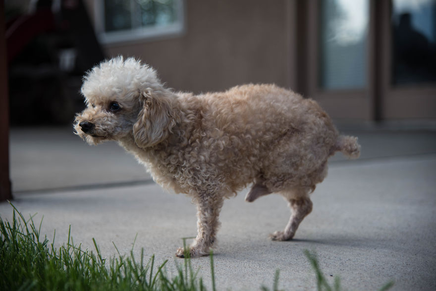 I Rescued A 2-Legged Stray Dog That Spent 10 Painful Years On The Streets