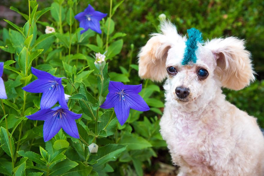 I Rescued A 2-Legged Stray Dog That Spent 10 Painful Years On The Streets