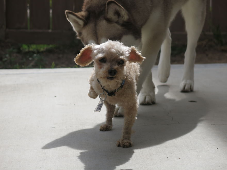 I Rescued A 2-Legged Stray Dog That Spent 10 Painful Years On The Streets