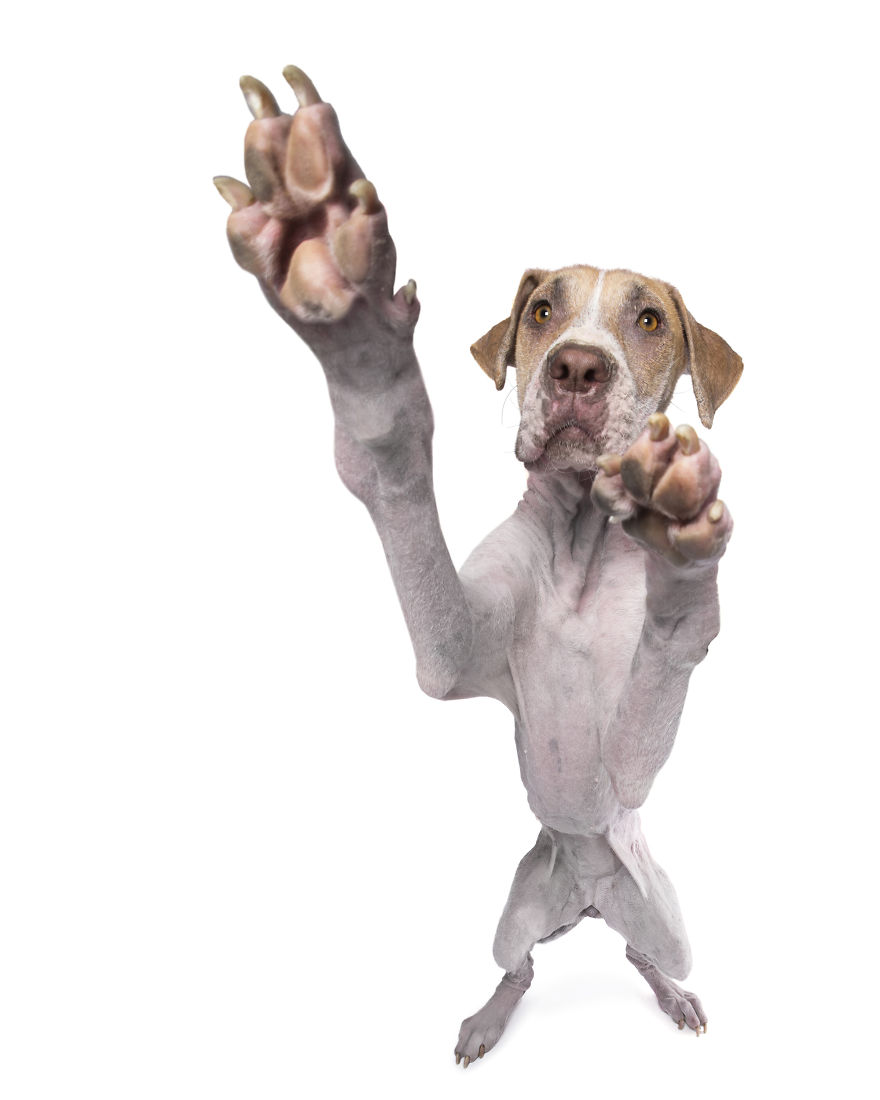 Perfect Imperfection: Photographer Documents The Beauty Of Animals With Disabilities Perfect Imperfection: Photographer Documents The Beauty Of Animals With Disabilities