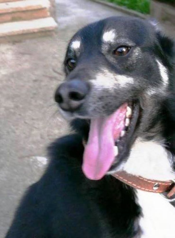 German Shepherd And Terrier