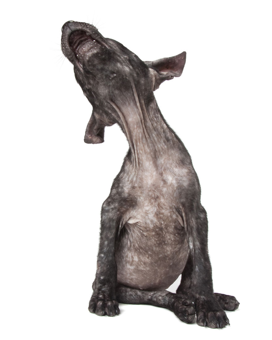 Perfect Imperfection: Photographer Documents The Beauty Of Animals With Disabilities Perfect Imperfection: Photographer Documents The Beauty Of Animals With Disabilities