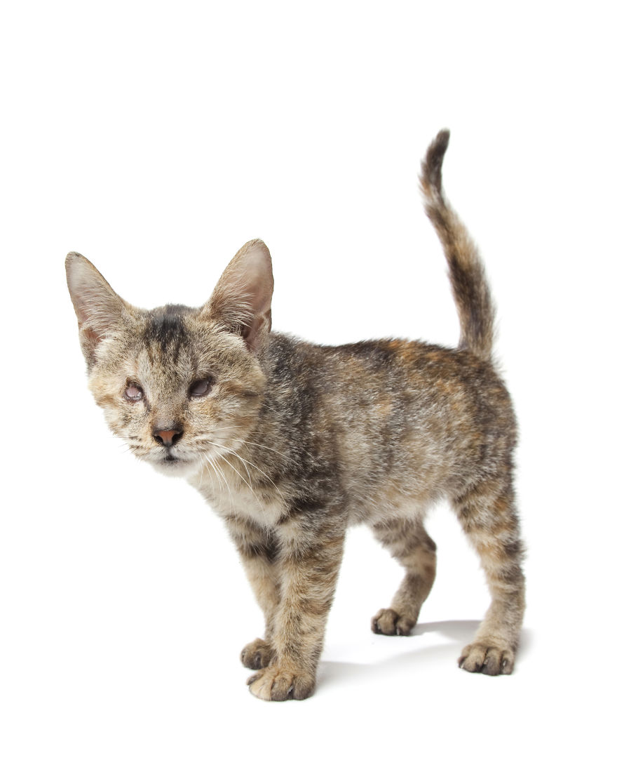 Perfect Imperfection: Photographer Documents The Beauty Of Animals With Disabilities Perfect Imperfection: Photographer Documents The Beauty Of Animals With Disabilities