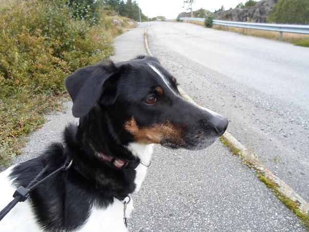 Bella Pointer, Labrador, Cocker Spaniel, Norwegian Buhund, Border Collie And More Unknown Breed