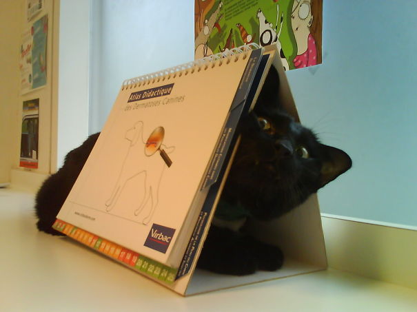 Where Is Gobbolino ? Can't Find Him.