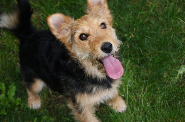 Fox Terrier Plus Mongrel