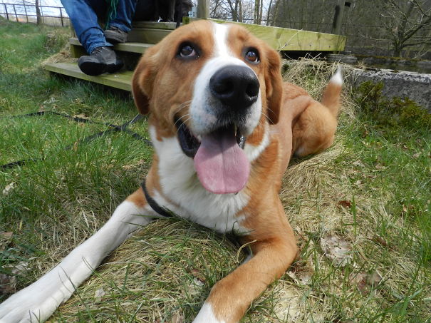 Bernese Mountain Dog X Malinois (belgian Shepard)