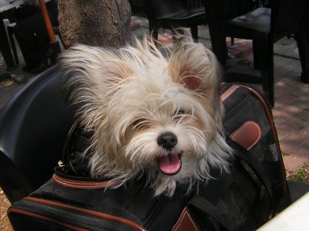 "pip" Maltiion (maltese + Papilion) Around 5 Months Old.