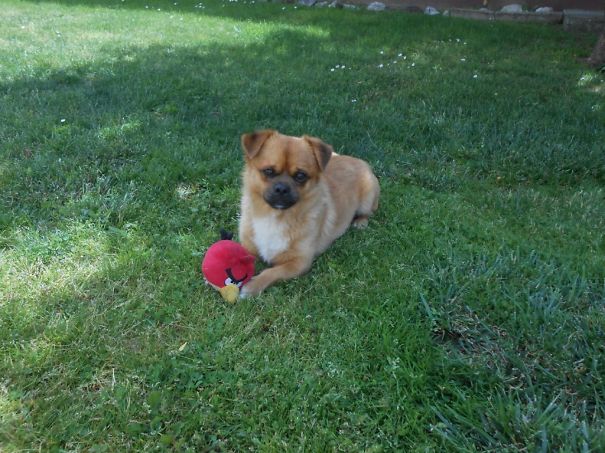Mitch - Pekingese Dog + Street Mix