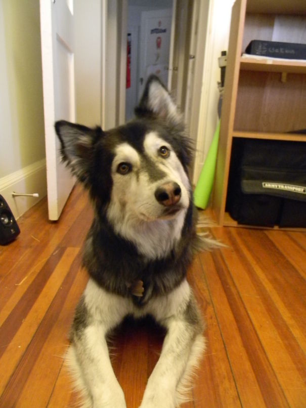 Koda (alaskan Malamute + Spitz)