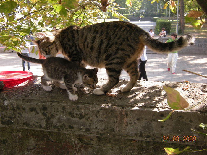 Mrvica And Her Kitty , Belgrade 2010