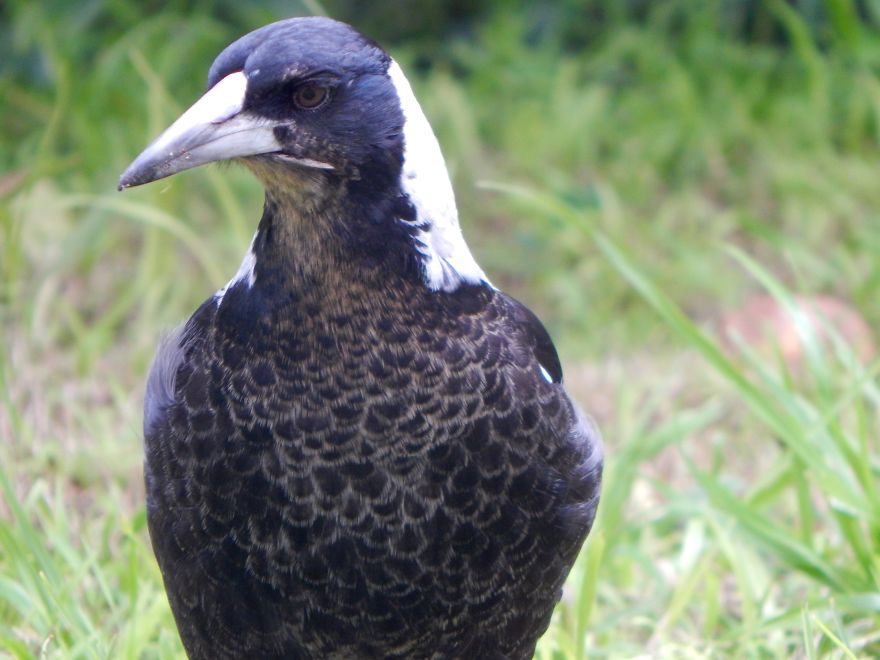 How A Magpie Saved Our Cat's Life And Brought Joy To Our Home How A Magpie Saved Our Cat's Life And Brought Joy To Our Home