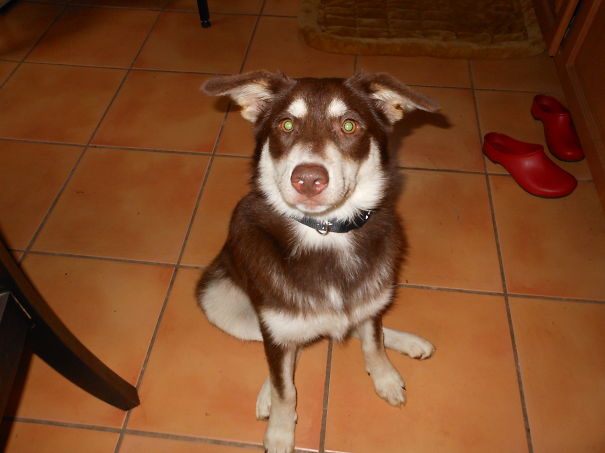 Mocha My Border Colsky Mix Border Collie & Husky Mix