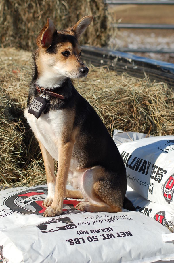 Another Cheagle (chihuahua X Beagle) Might Have Same Rat Terrier In Him Too