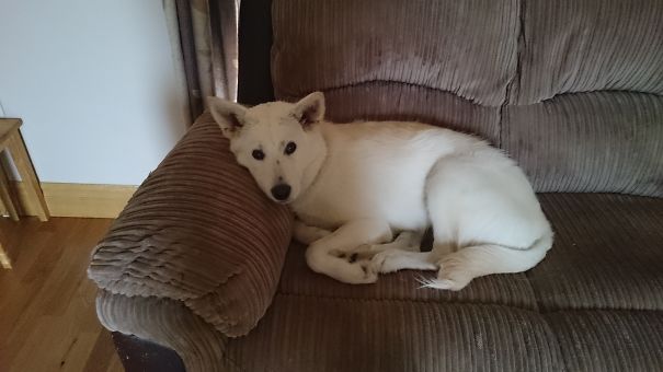 Siberian Retriever (husky/labrador)