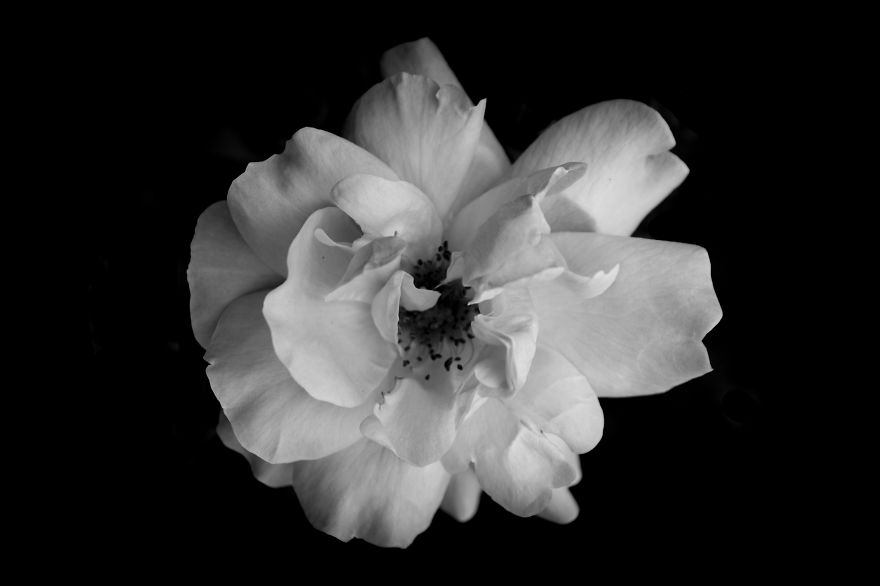 I Take Black & White Photos Of Garden Flowers To Show The Beautiful Symmetry Of Nature I Take Black & White Photos Of Garden Flowers To Show The Beautiful Symmetry Of Nature
