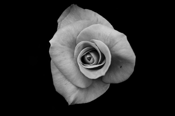 I Take Black & White Photos Of Garden Flowers To Show The Beautiful Symmetry Of Nature