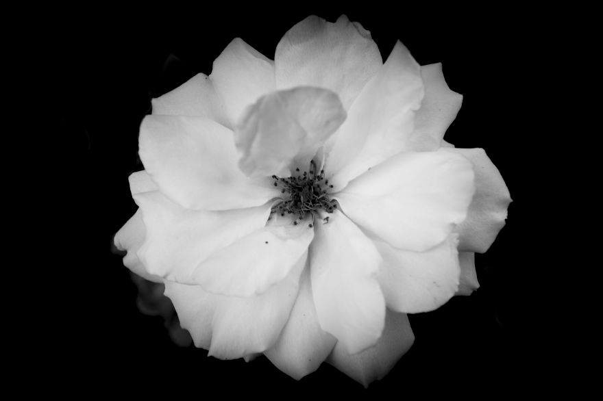 I Take Black & White Photos Of Garden Flowers To Show The Beautiful Symmetry Of Nature I Take Black & White Photos Of Garden Flowers To Show The Beautiful Symmetry Of Nature