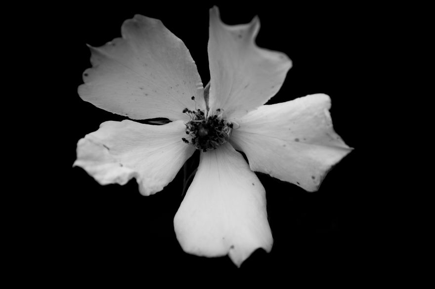 I Take Black & White Photos Of Garden Flowers To Show The Beautiful Symmetry Of Nature I Take Black & White Photos Of Garden Flowers To Show The Beautiful Symmetry Of Nature