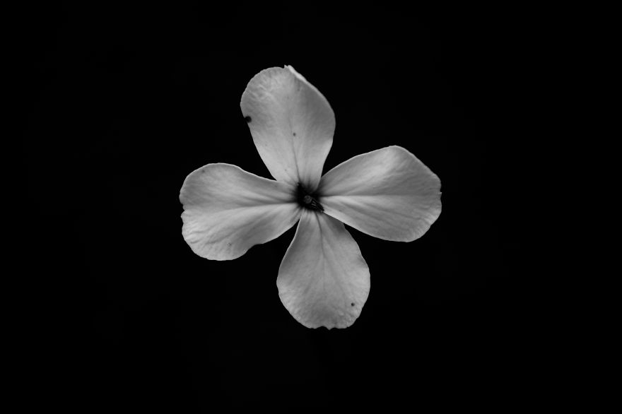 I Take Black & White Photos Of Garden Flowers To Show The Beautiful Symmetry Of Nature I Take Black & White Photos Of Garden Flowers To Show The Beautiful Symmetry Of Nature