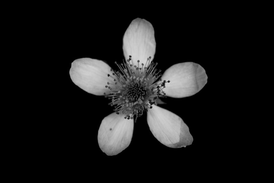 I Take Black & White Photos Of Garden Flowers To Show The Beautiful Symmetry Of Nature I Take Black & White Photos Of Garden Flowers To Show The Beautiful Symmetry Of Nature