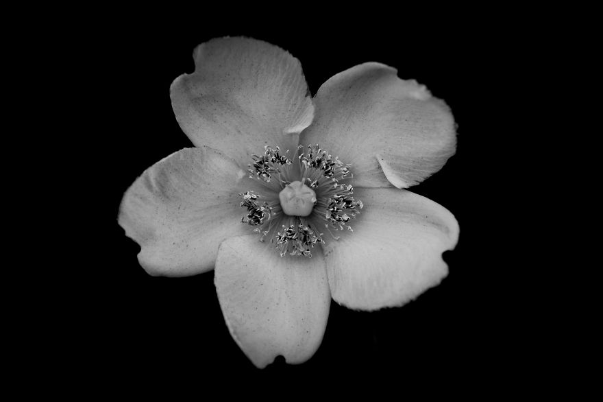 I Take Black & White Photos Of Garden Flowers To Show The Beautiful Symmetry Of Nature I Take Black & White Photos Of Garden Flowers To Show The Beautiful Symmetry Of Nature