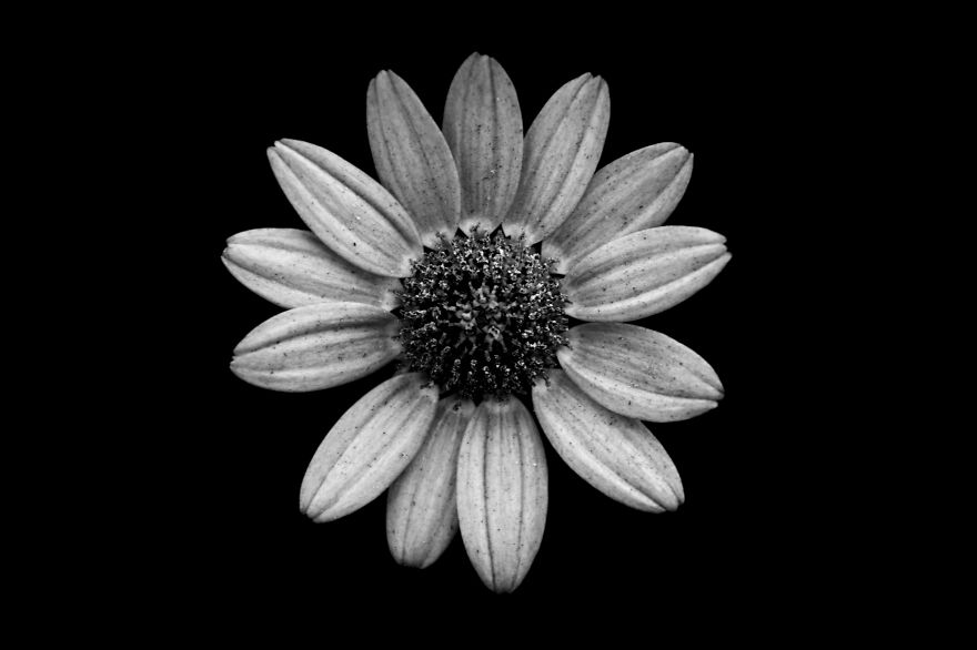 I Take Black & White Photos Of Garden Flowers To Show The Beautiful Symmetry Of Nature I Take Black & White Photos Of Garden Flowers To Show The Beautiful Symmetry Of Nature