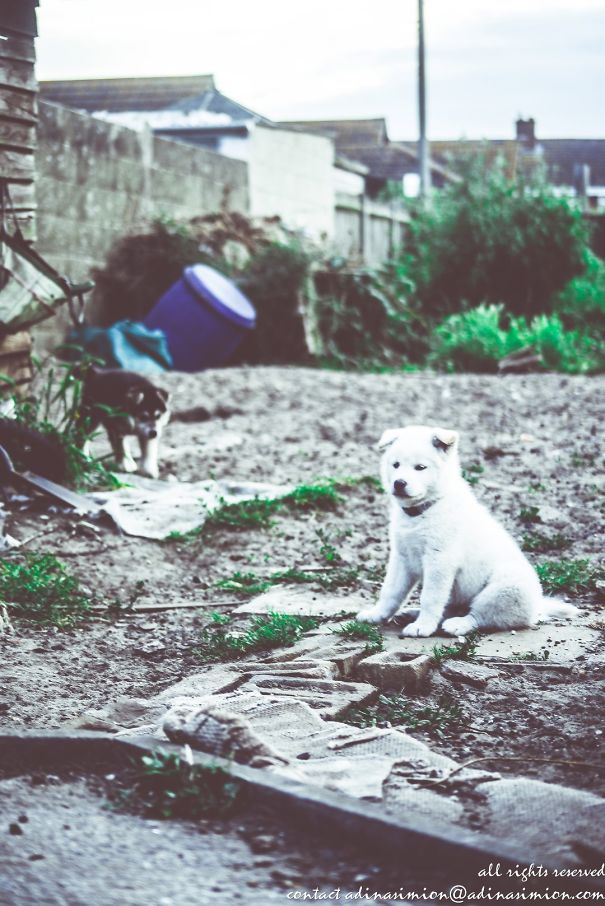 Husky+akita+malamute+mastiff