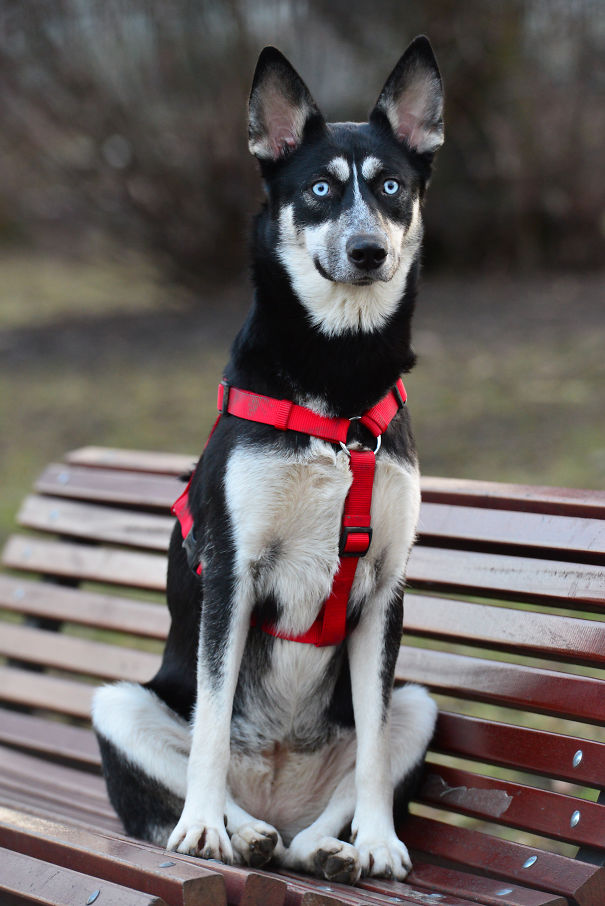 Mara - (husky + German Shepard)