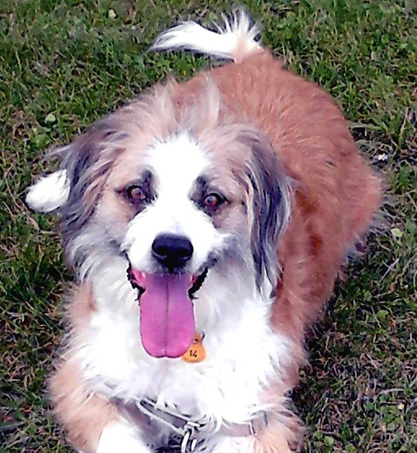Delfi, Pyrenees Shephard & Spaniel Breton