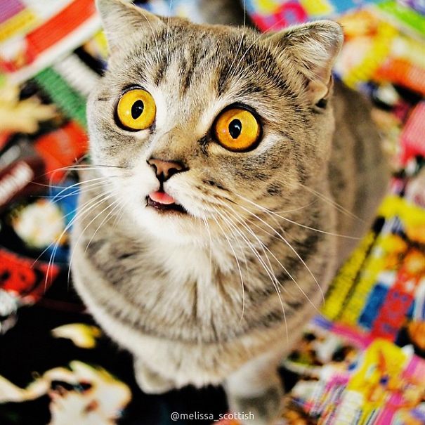 Ridiculously Cute Pics Of The 'Einstein' Cat Who Got Really Grumpy