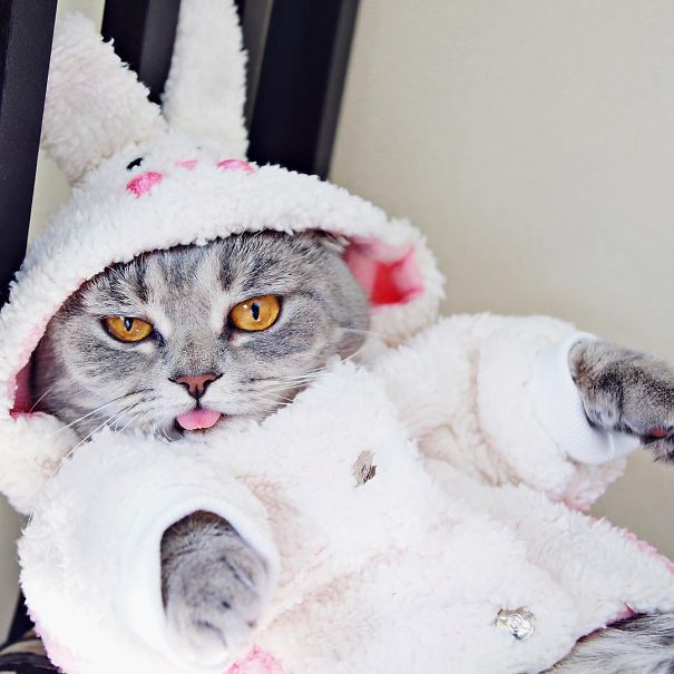 Ridiculously Cute Pics Of The 'Einstein' Cat Who Got Really Grumpy